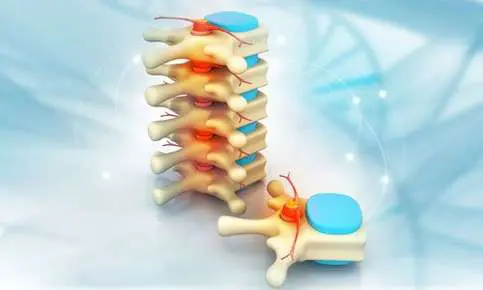 3D model of human vertebrae