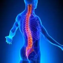 Anatomical diagram showing spinal column