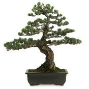 Curved bonsai tree with dense foliage