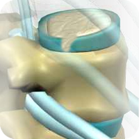 Spinal anatomy with focus on vertebra