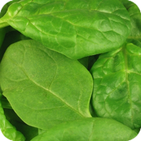Fresh spinach leaves close-up