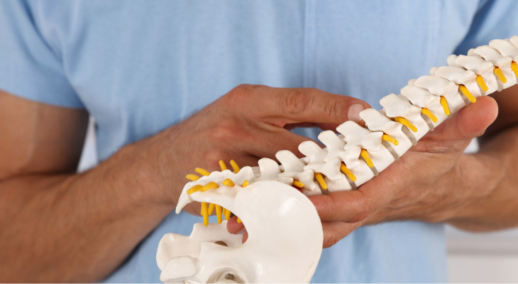Doctor holding spine model