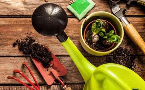 Green watering can and small plant.