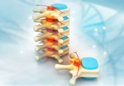 3D model of human vertebrae