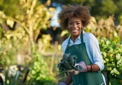 Person harvesting vegetables in the sun