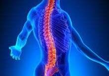 Anatomical diagram showing spinal column